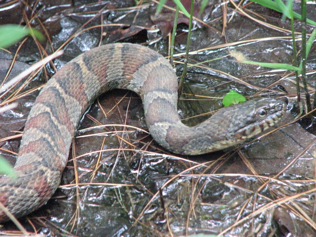 How to Identify a Northern Water Snake - Appalachian Feet